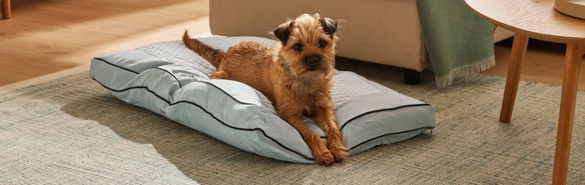 Prenez soin d'eux avec Zoofari