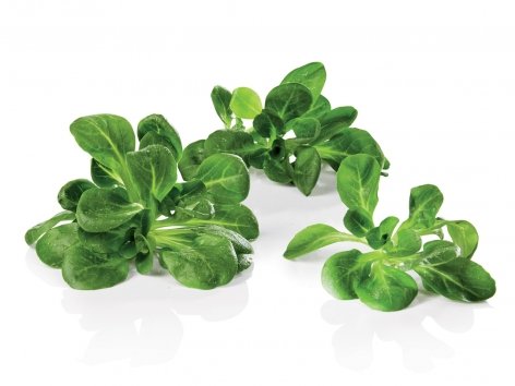 Mâche - Origine France