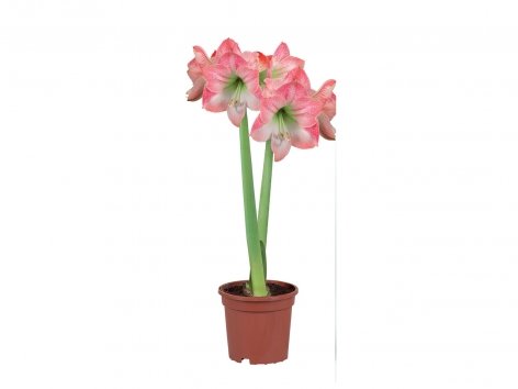 Amaryllis 2 tiges