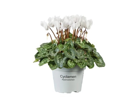 Mini Cyclamen