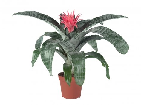 Bromelia Aechmea Primera