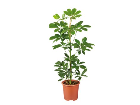 Plante verte
