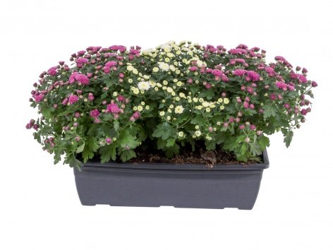 Chrysanthèmes en jardinière