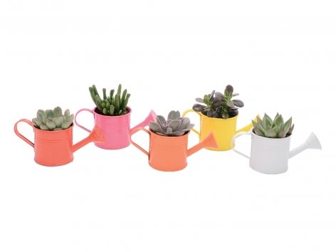 Kalanchoé ou cactée en arrosoir