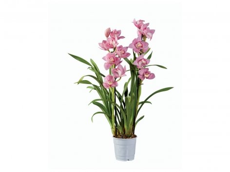 Orchidée Mix « Premium »