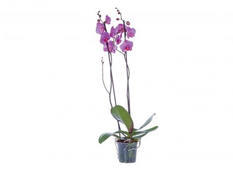 Orchidée 2 tiges