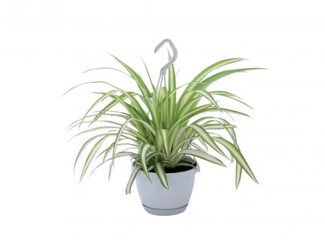 Plante verte à suspendre