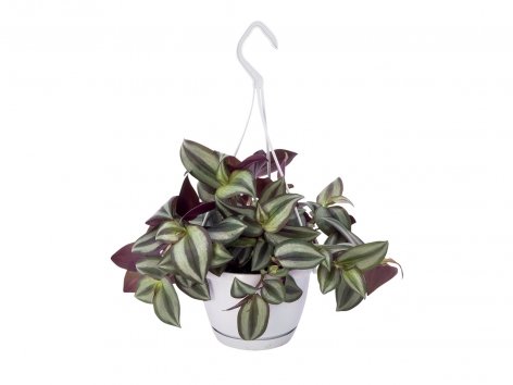 Plante verte à suspendre