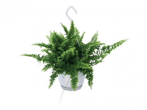 Plante verte à suspendre