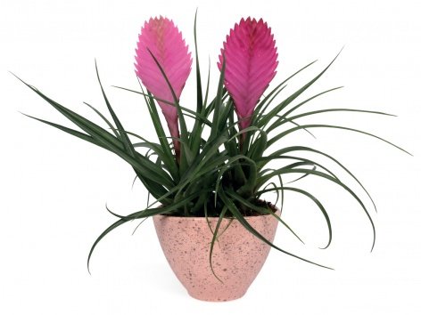 Composition broméliacé en céramique