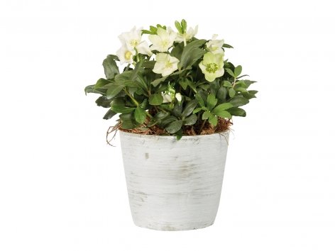 Rose de Noël en pot céramique