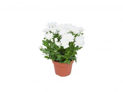 Chrysanthème collection