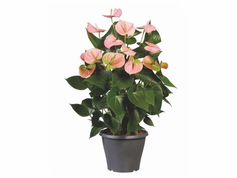 Anthurium