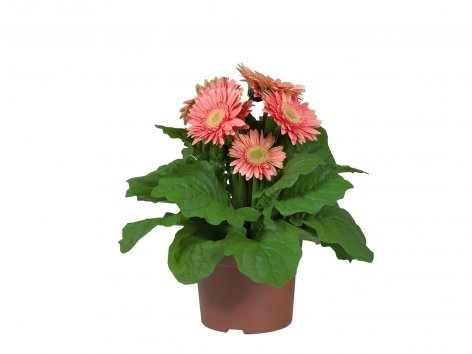Gerbera