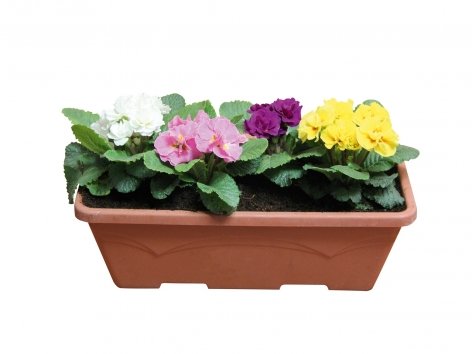 Jardinière de Primevères acaulis