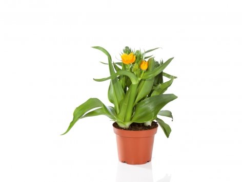 Ornithogalum