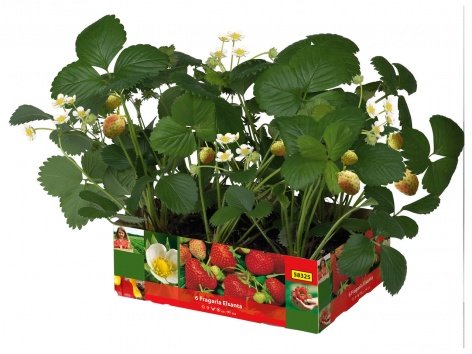 Barquette de fraisiers