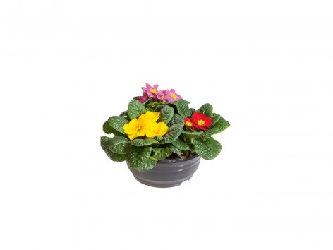 Coupes de 3 primevères Multicolor