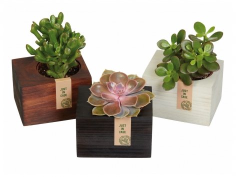 Succulentes en pot déco bois