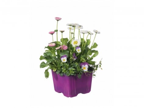 Composition de printemps