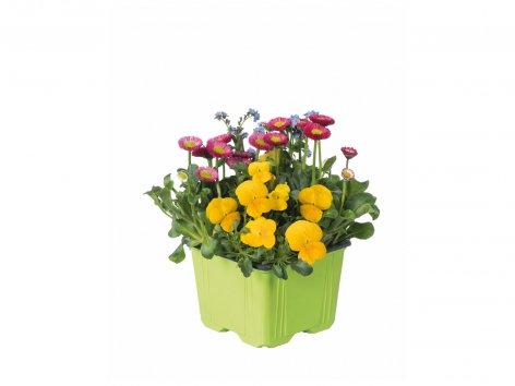 Composition de printemps