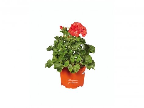 Pélargonium grandiflorum