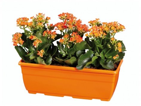 Plantes extérieures en suspension ou jardinière de kalanchoé