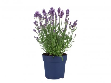 Lavande angustifolia