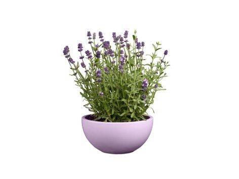 Lavande en coupe pot céramique