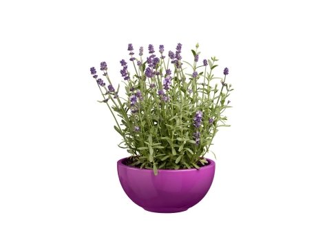 Lavande en coupe pot céramique