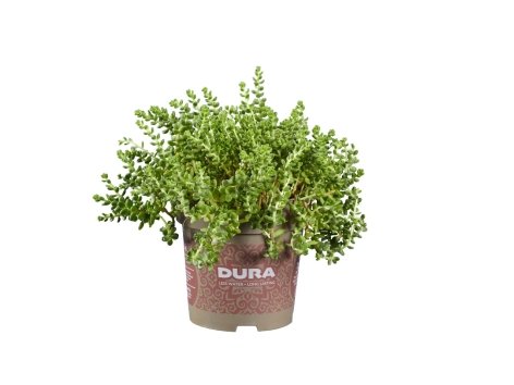Sedum Dura