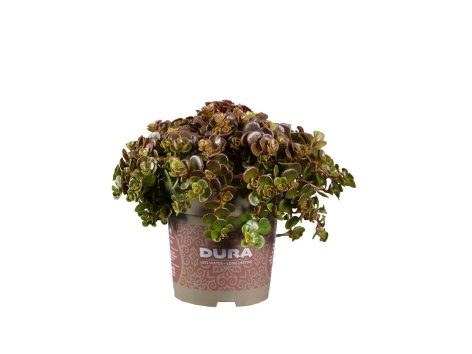 Sedum Dura