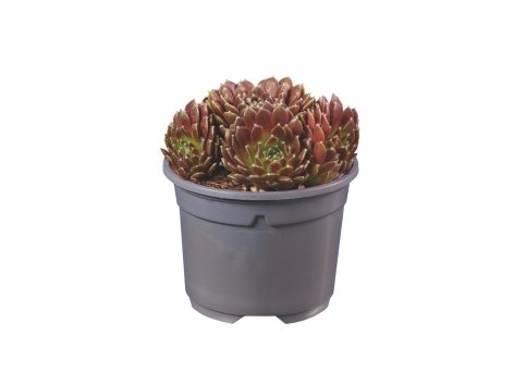 Sempervivum