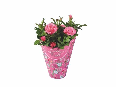 Rosier "Lovely Rose"