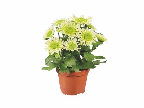 Mini plantes fleuries