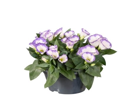 Eustoma en coupe " lisianthus "