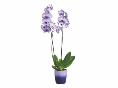 Orchidée royale en pot céramique