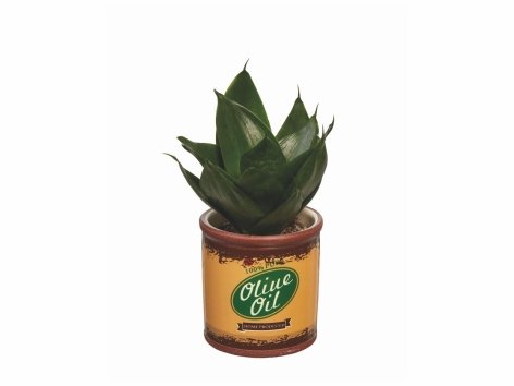Plante verte en cache pot vintage ou Canna indica
