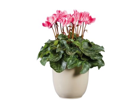 Mini Cyclamen