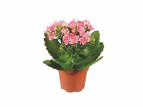 Mini plantes fleuries