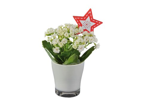 Lavande ou Kalanchoé en vase