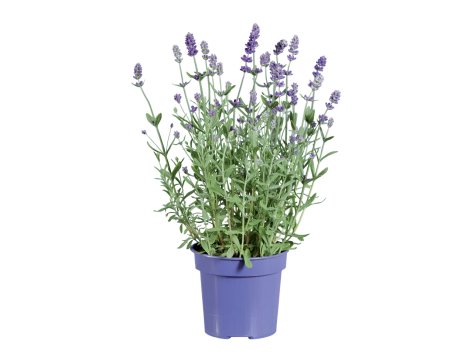 Lavande ou Kalanchoé en vase