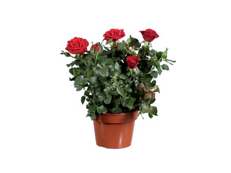 Rosier ou Plante verte en céramique ton bois