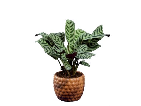 Rosier ou Plante verte en céramique ton bois