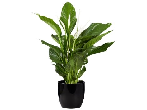 Spathyphillum