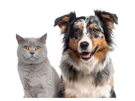 Tondeuse pour animaux