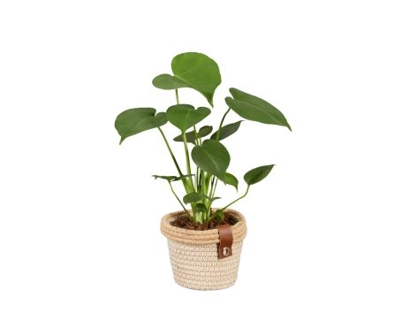 Calla en pot céramique ou Plante verte en corbeille