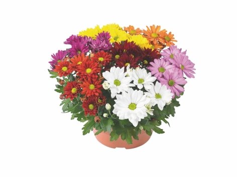 Chrysanthème coupe Carnaval ou Plante fleurie en coupe céramique