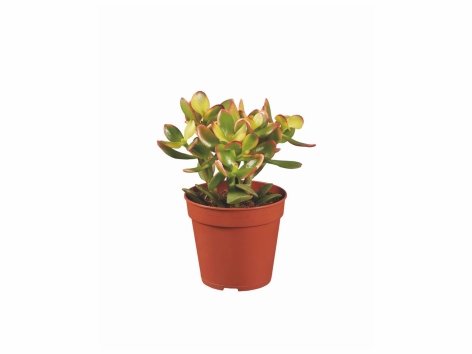 Cactus et succulentes mix