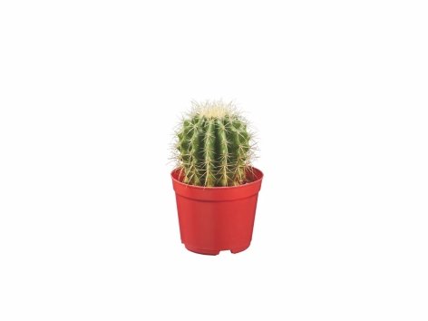 Cactus et succulentes mix